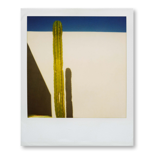 POLA / Palm Springs 01