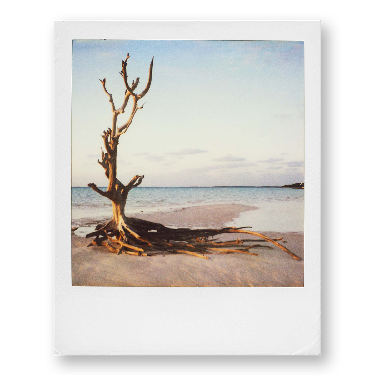 POLA / Dreamland 08