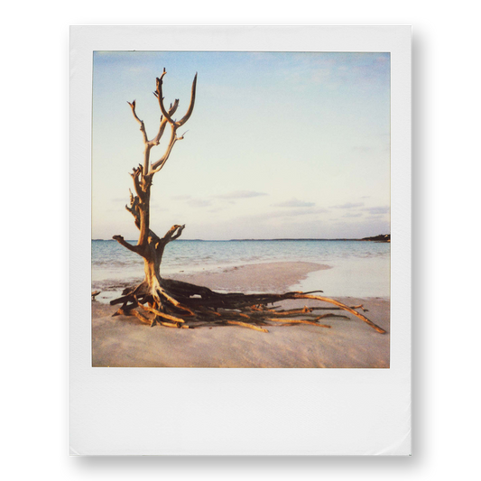 POLA / Dreamland 08