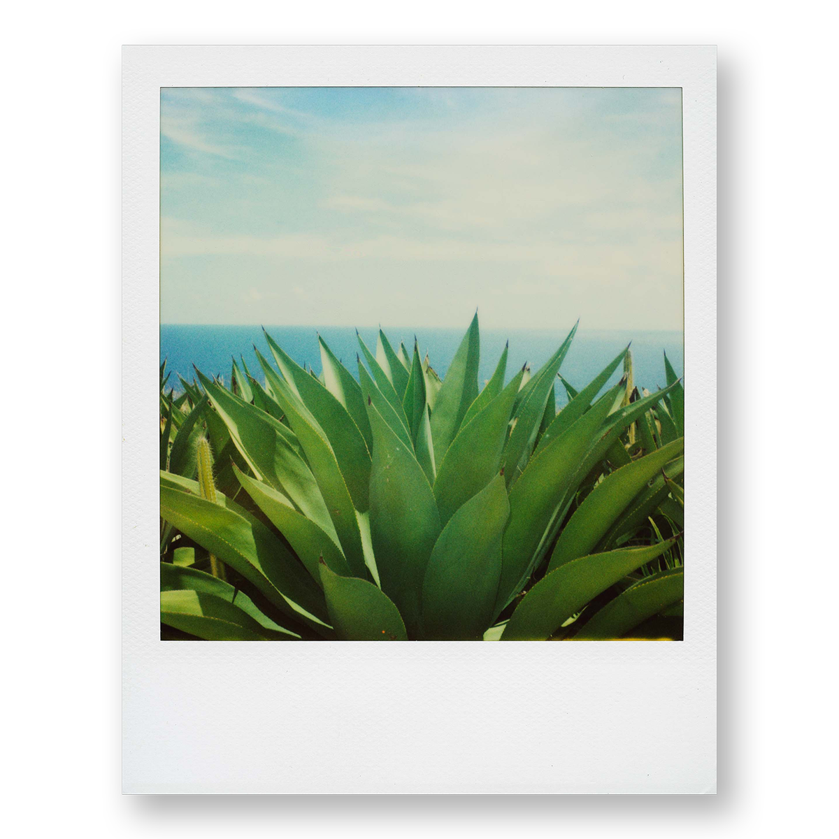 POLA / Gifts of Nature 03
