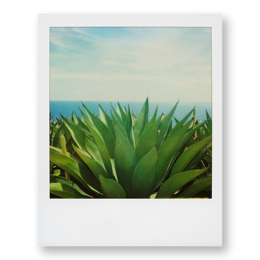 POLA / Gifts of Nature 03