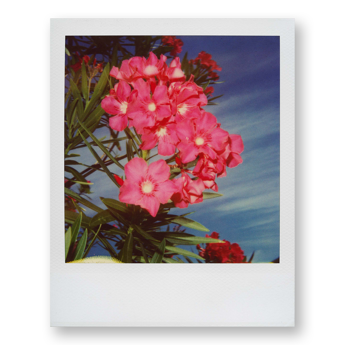 POLA / Gifts of Nature 06