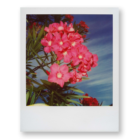 POLA / Gifts of Nature 06