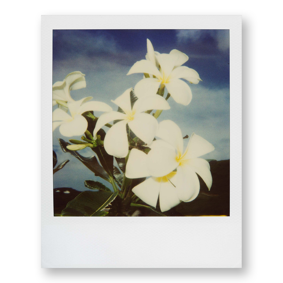 POLA / Gifts of Nature 07