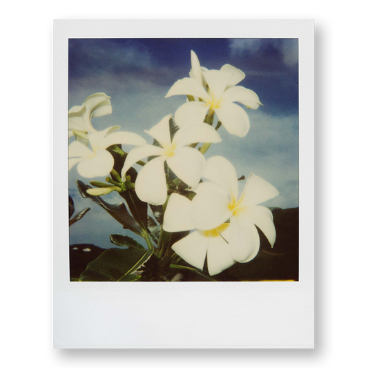 POLA / Gifts of Nature 07