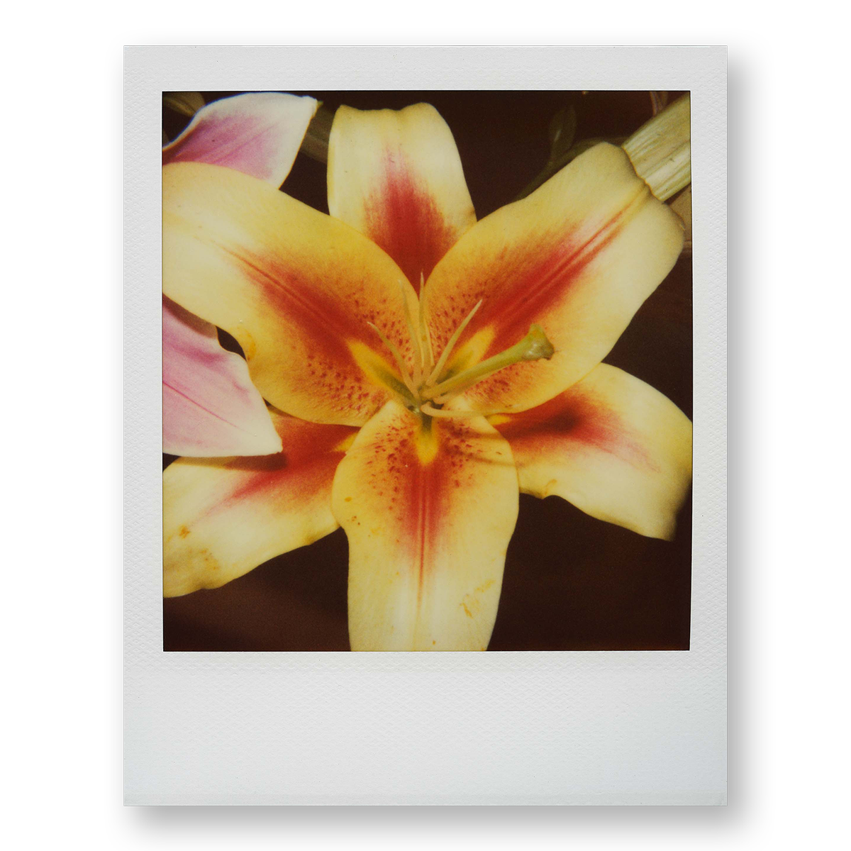 POLA / Gifts of Nature 08
