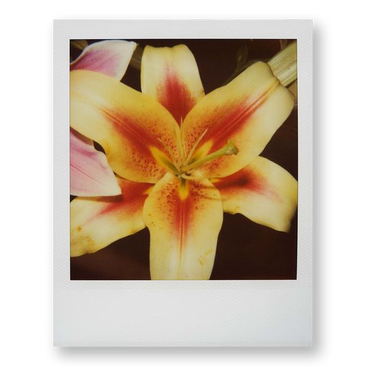 POLA / Gifts of Nature 08