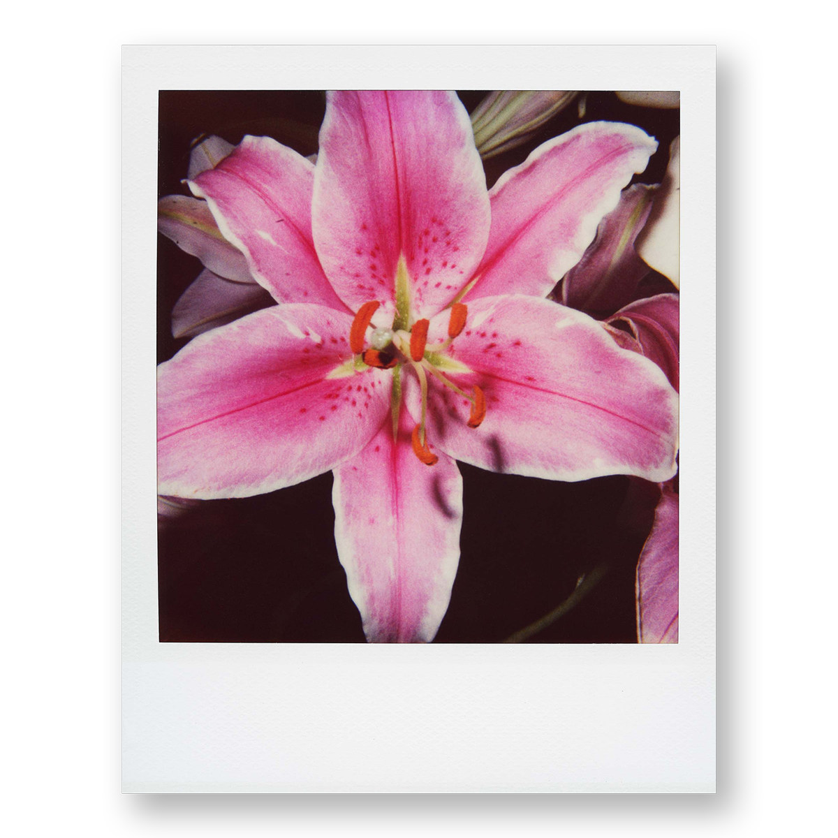 POLA / Gifts of Nature 09