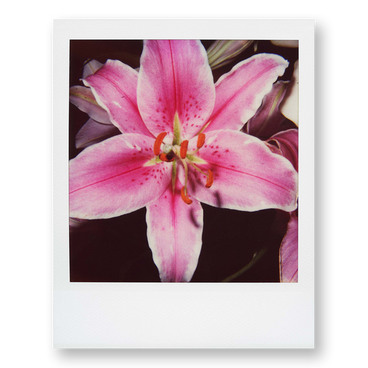 POLA / Gifts of Nature 09