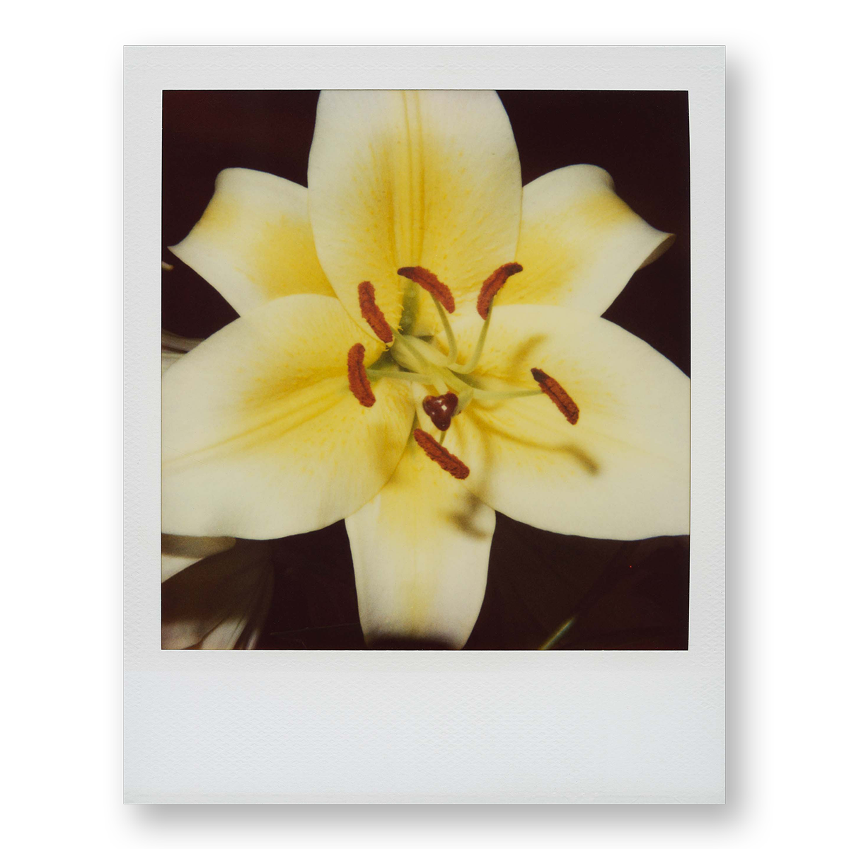 POLA / Gifts of Nature 10