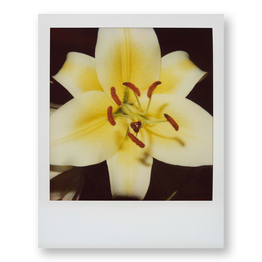 POLA / Gifts of Nature 10