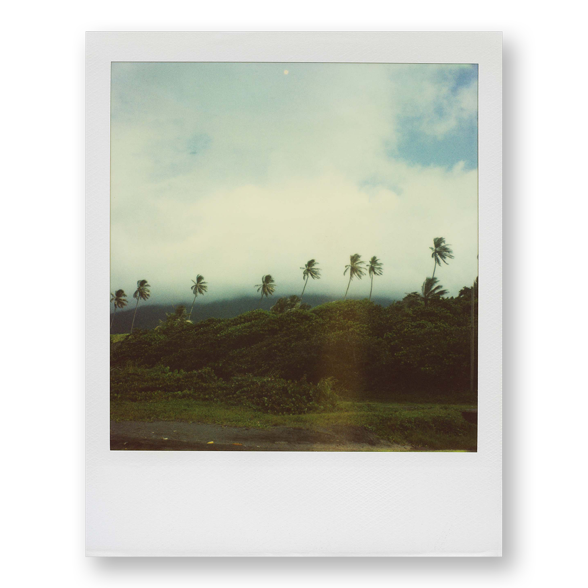 POLA / Gifts of Nature 12