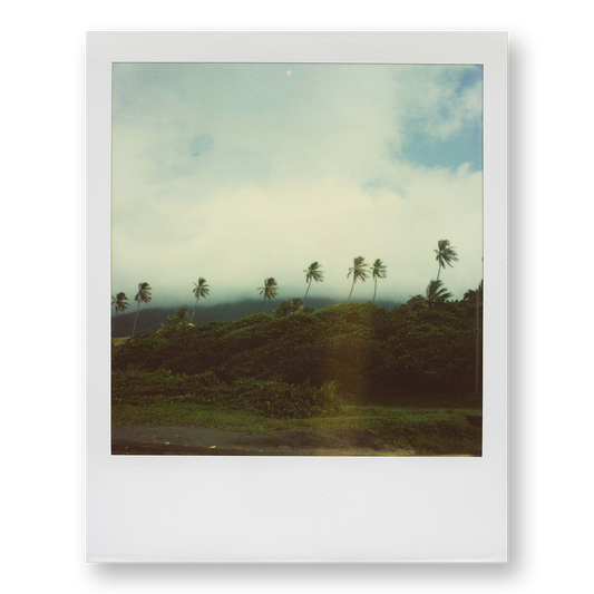 POLA / Gifts of Nature 12