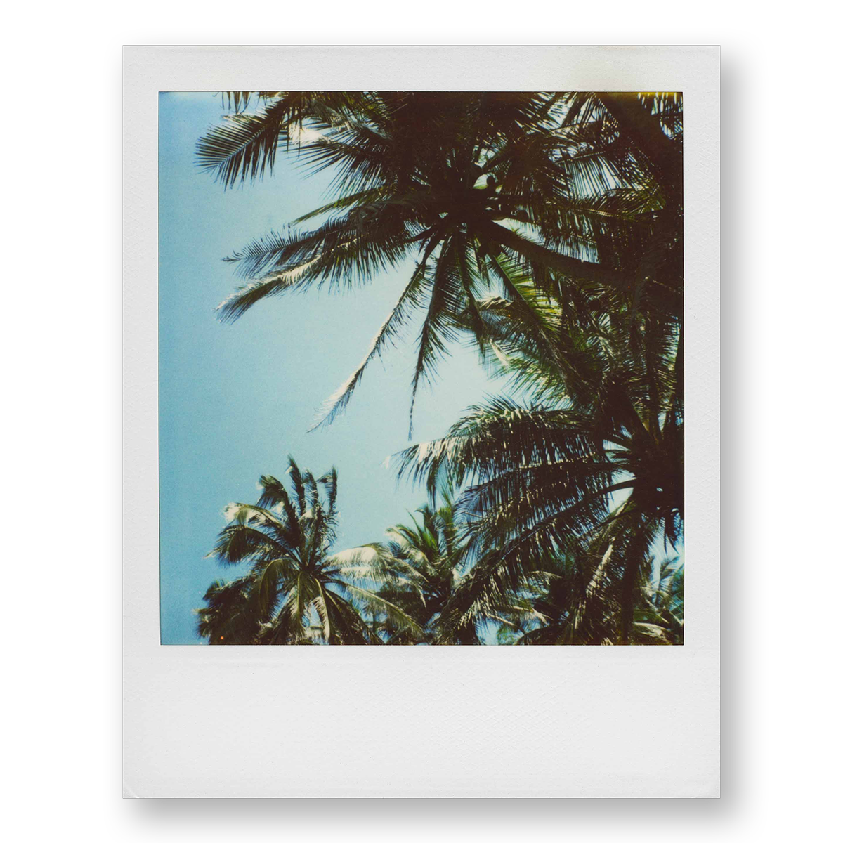 POLA / Gifts of Nature 15