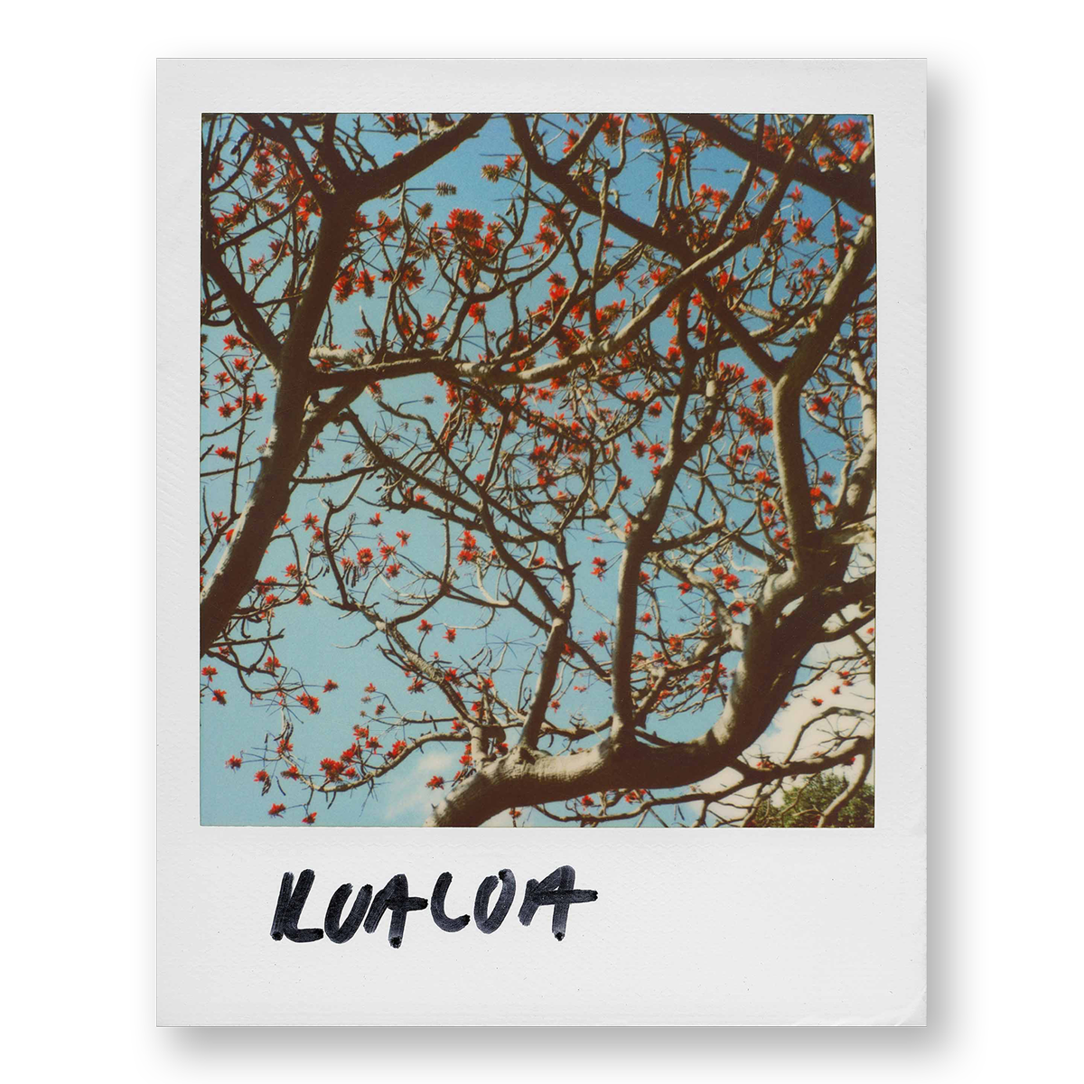 POLA / Gifts of Nature 18