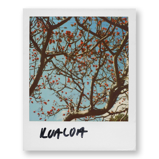 POLA / Gifts of Nature 18