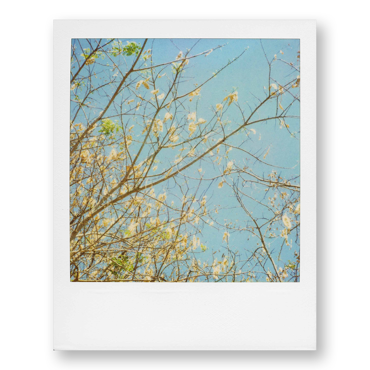 POLA / Gifts of Nature 19