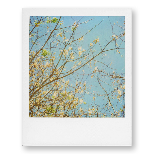 POLA / Gifts of Nature 19