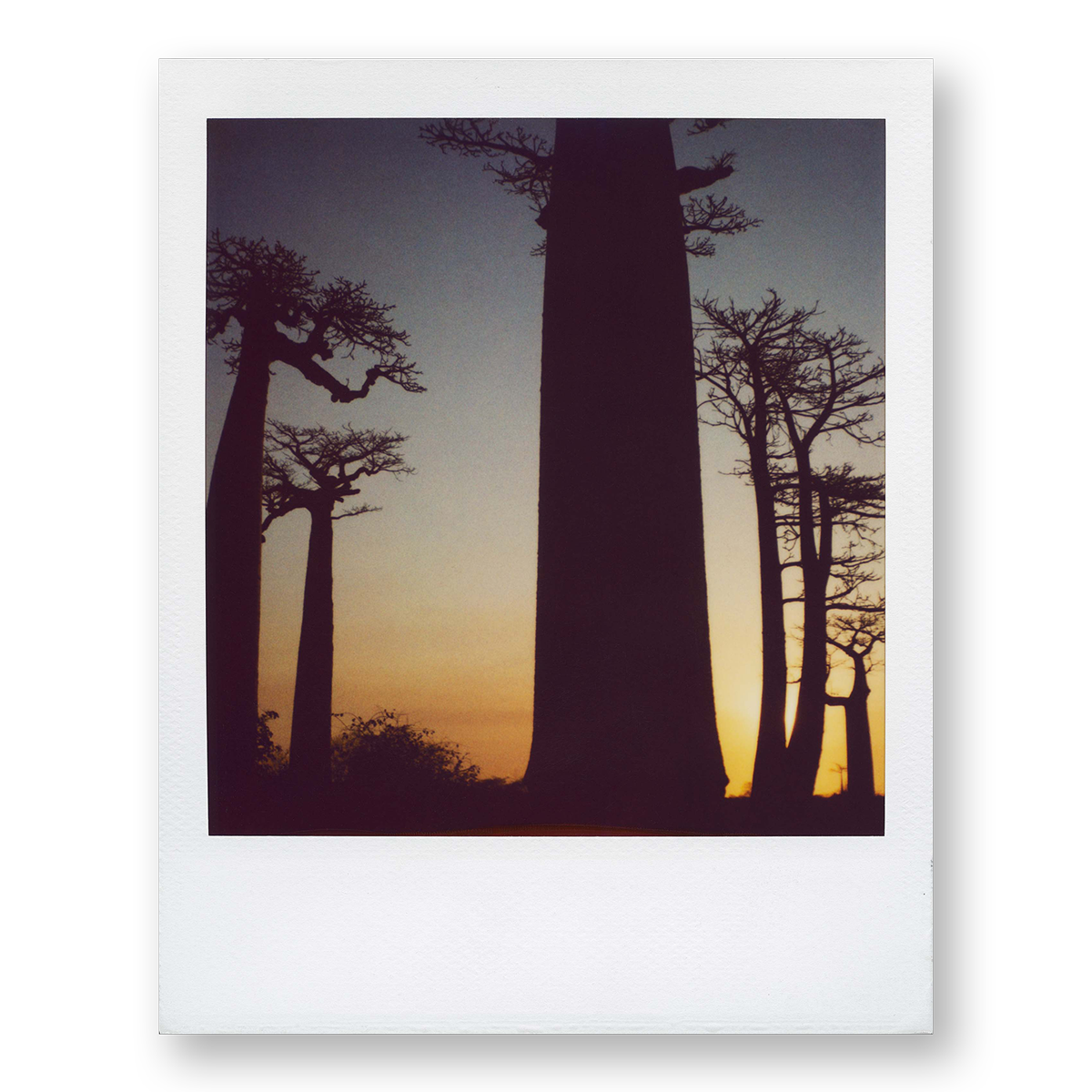 POLA / Madagascar 07