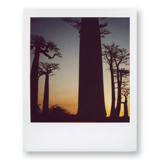 POLA / Madagascar 07