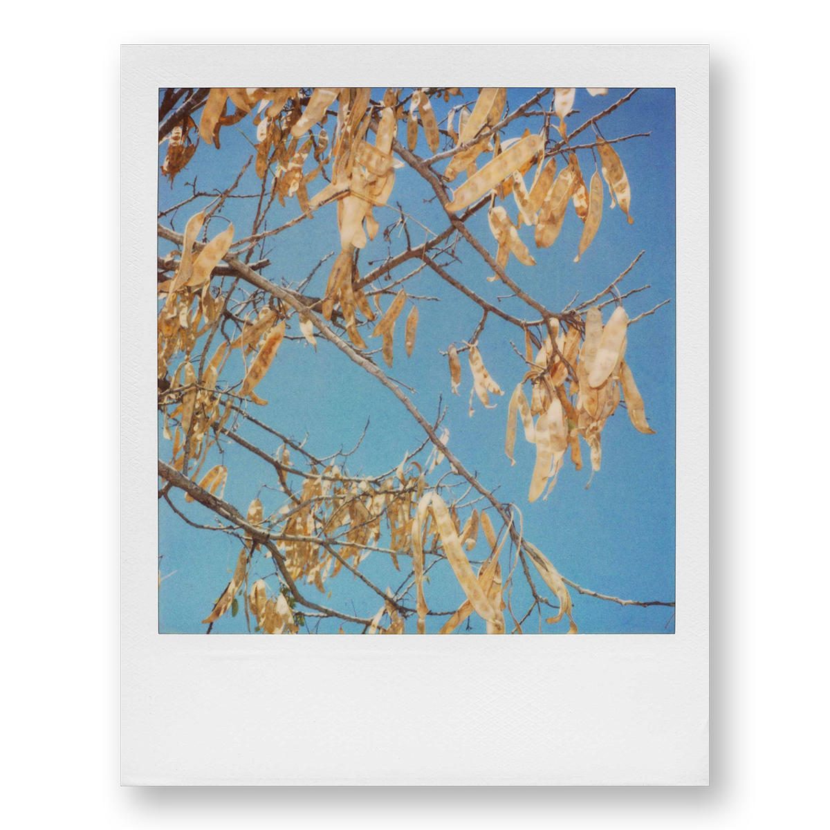 POLA / Madagascar 09