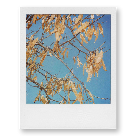 POLA / Madagascar 09