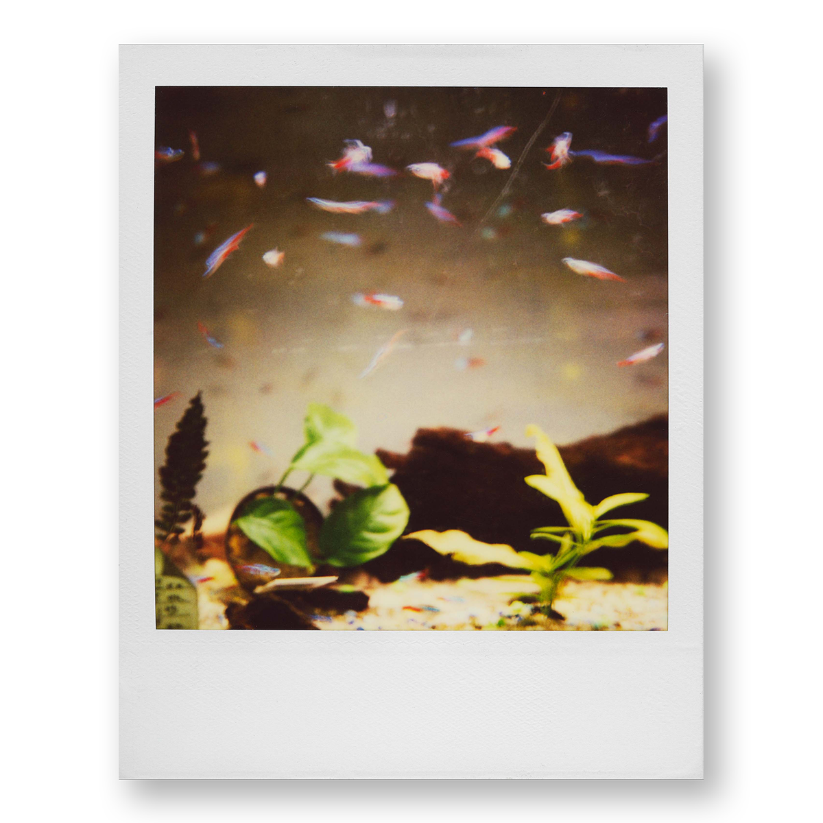 POLA / Night out 17