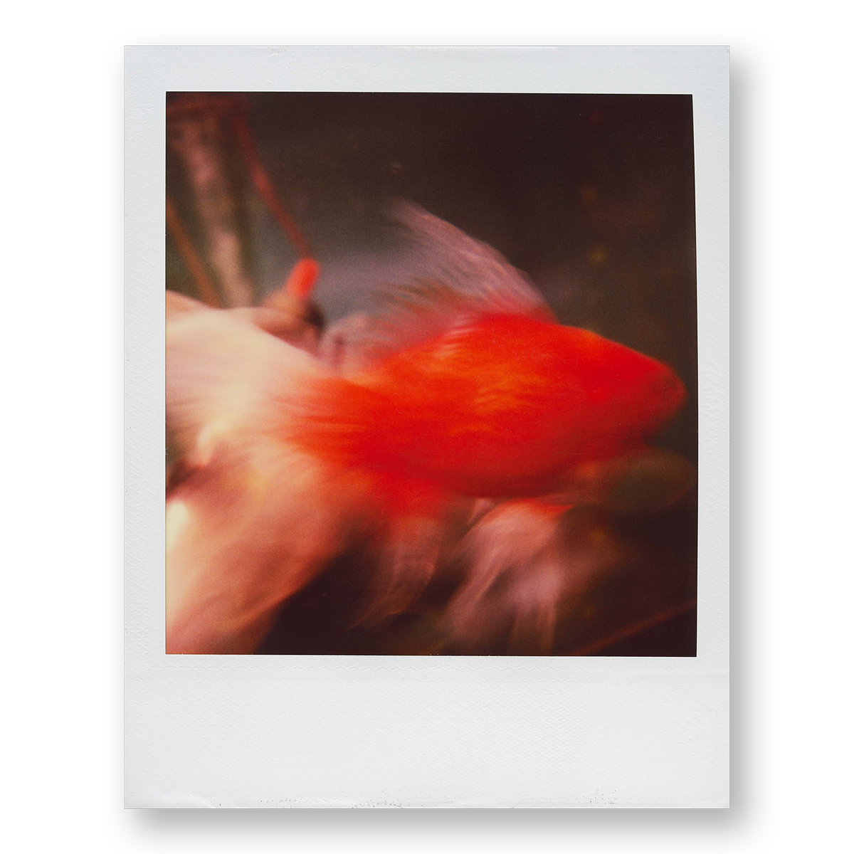 POLA / Night out 18