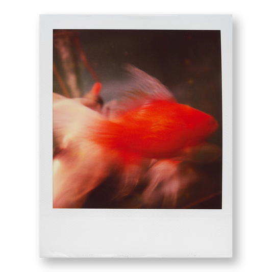 POLA / Night out 18