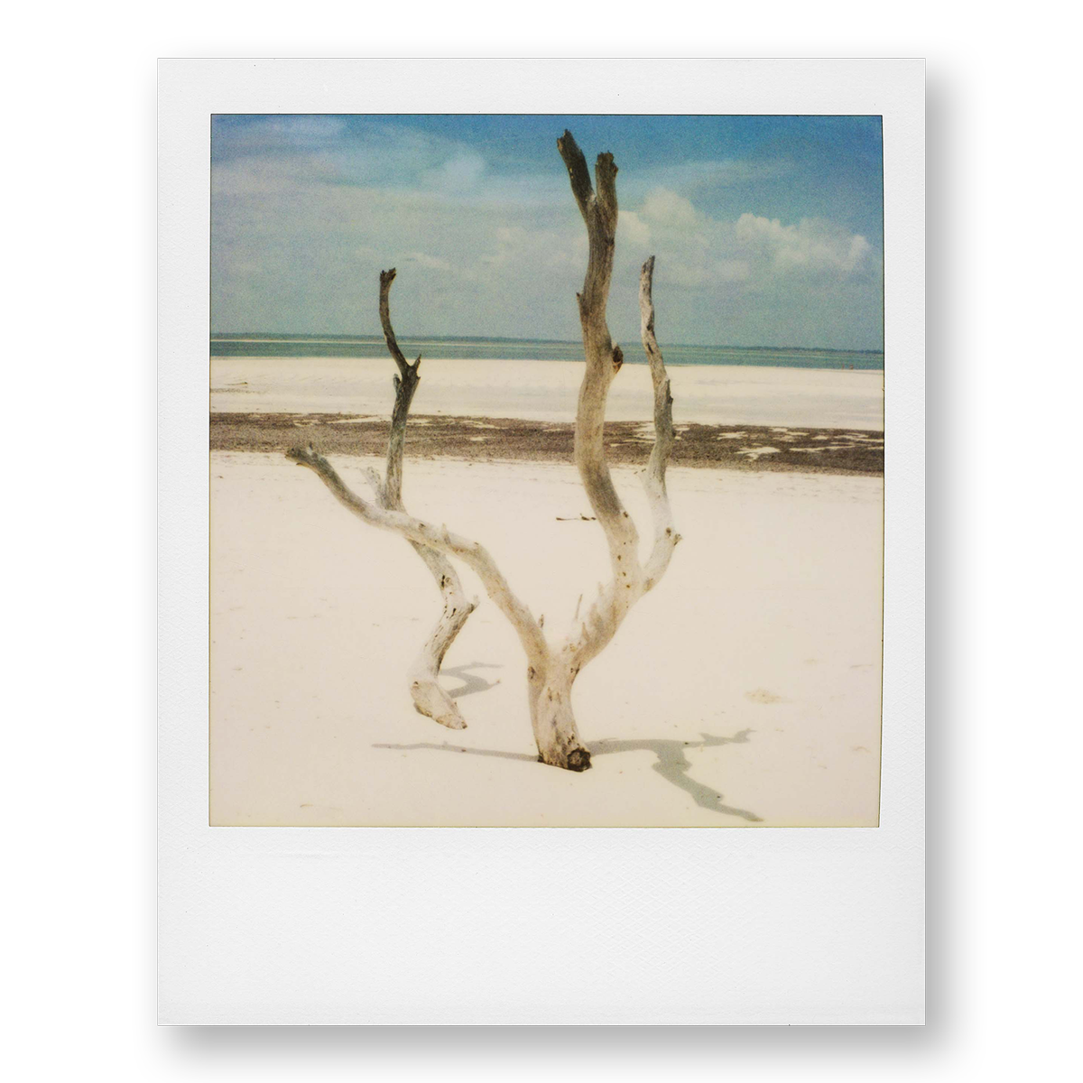 POLA / Dreamland 14