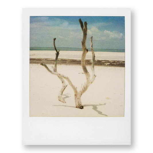 POLA / Dreamland 14