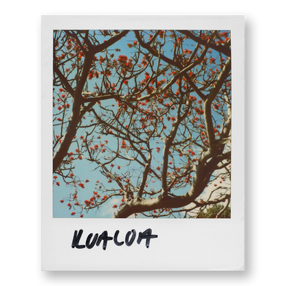 POLA / Gifts of Nature 18