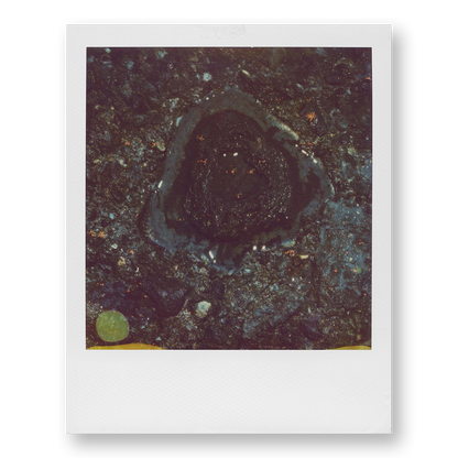 POLA / Madagascar 13