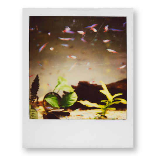POLA / Night out 17